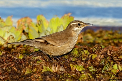REMOLINERA (Cinclodes fuscus) - Laguna del Diario - MALDONADO (Abril 2020)